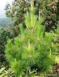 KEHIDUPAN LIAR Mengenal Pohon Pinus dan Manfaatnya 