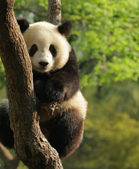  Gambar  Panda  Imut Lucu  Kumpulan Gambar 