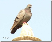 002 Rock Common Pigeon ( Samanya Kabootar )