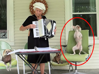 Dog Does The Funniest Thing When His Owner Plays The Accordion