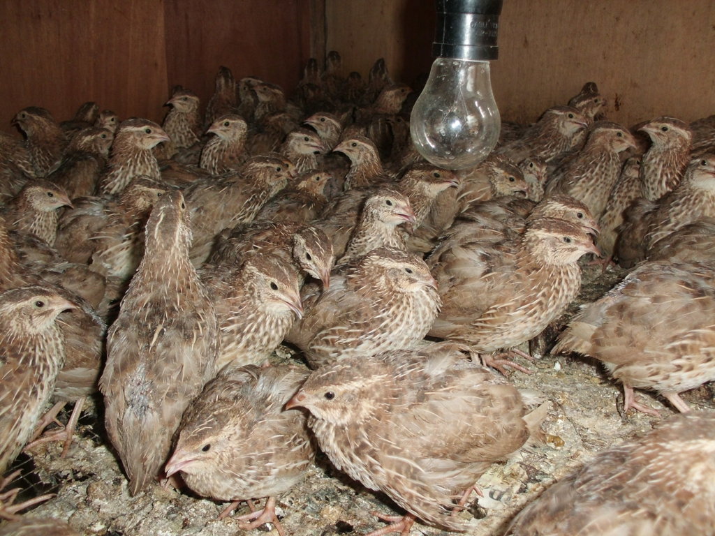 Cara Beternak Burung Puyuh Petelur yang Menghasilkan Telur 