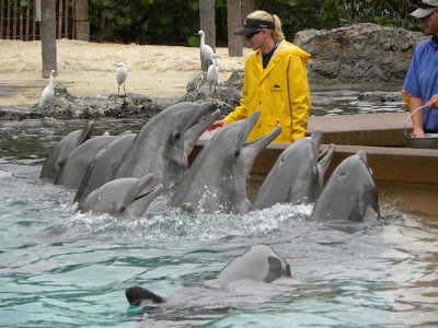 Dolphins Seaworld Orlando