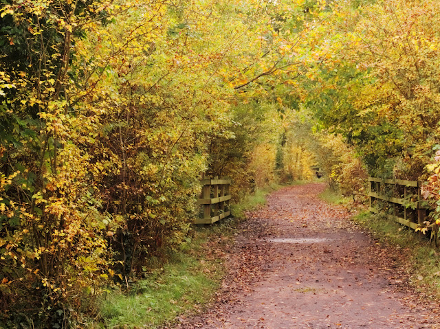 Path turned into a tunnel of autumn foliage