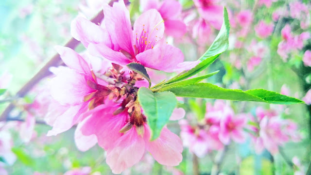 spring flowers under Coronavirus Peach blossoms, lilac blossoms, begonia