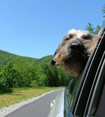 Funny Dog Faces at 50 MPH Seen On www.coolpicturegallery.us