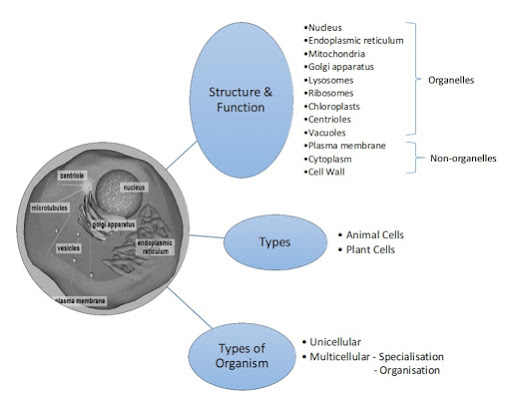 Summary of Chapter 2 Cell Structure and Cell Organization