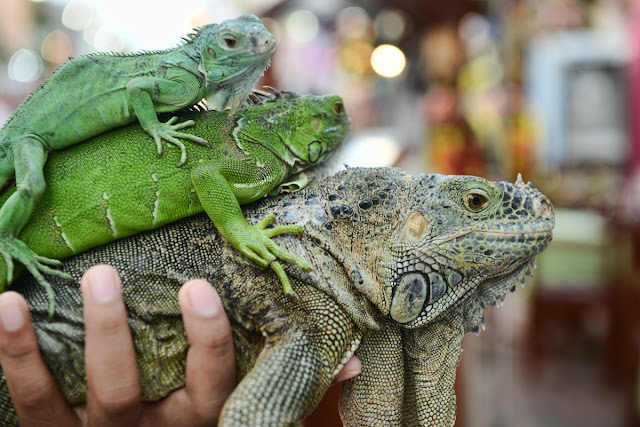 Обыкнове́нная игуана (Iguana iguana)