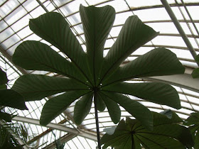 Exotic Cecropia