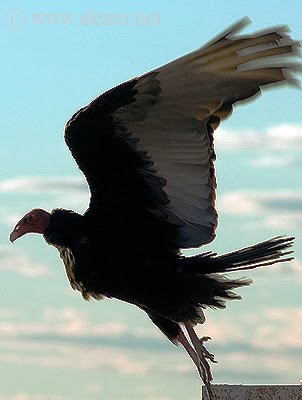 Turkey Vulture in the skies of Peninsula Valdes