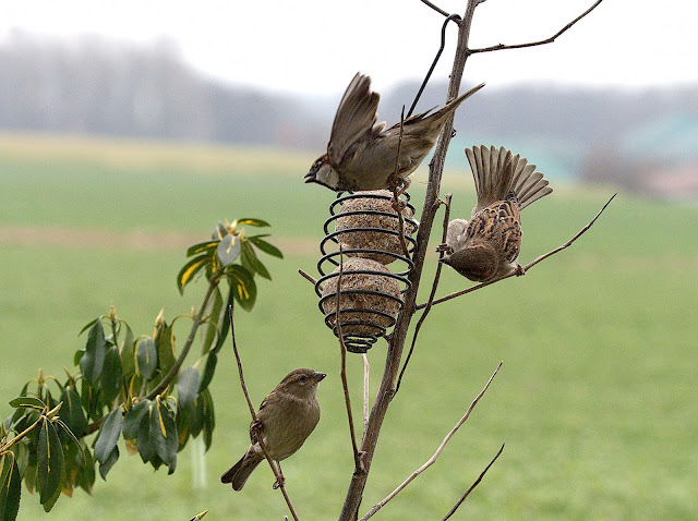 Sperling mit gefächerten Schwanzgefieder