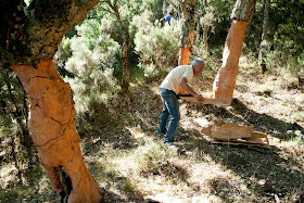 'Arrecogeor' amontonando panas de corcho