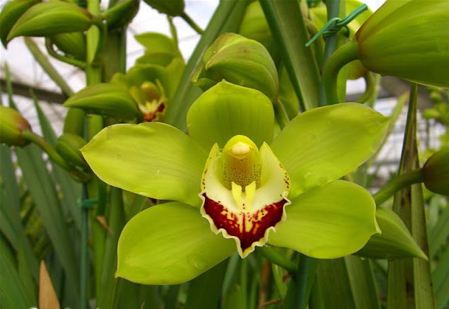 Cymbidium Flowers Pictures