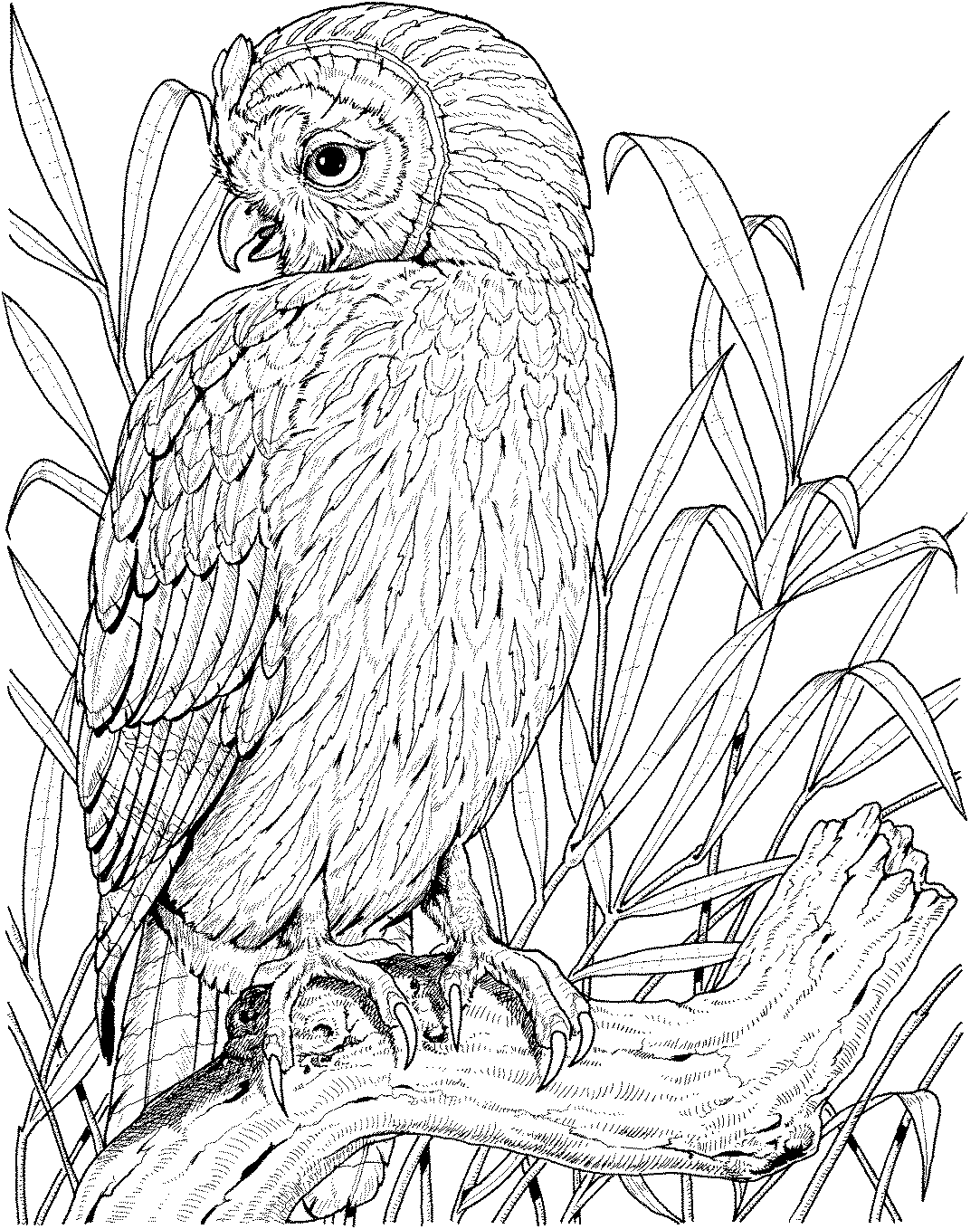 Coloring Pages Owl 7