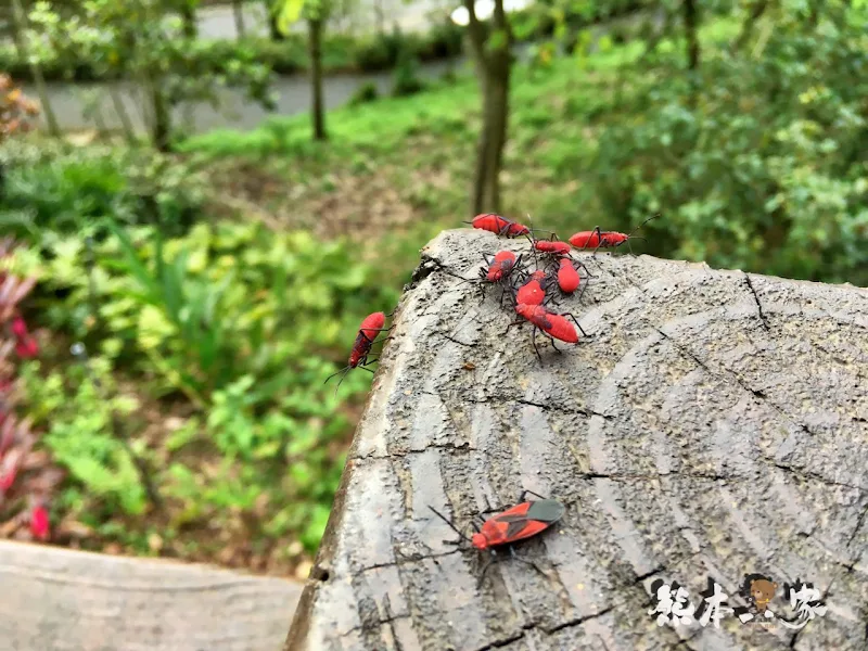 苗栗飛牛牧場｜飛牛廣場、牧場工房、庭園木屋、牧場原憩、童玩區｜園區環境