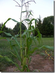 corn and stuff 012