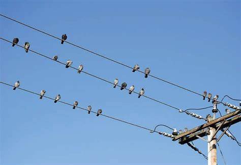 why are birds safe on power lines