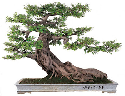 Bonsai