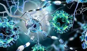 Transplanting human brain cells into mice to improve the study of complex mental disorders  Scientists have succeeded in transplanting a type of human brain cell - known as "organoids" - into small mice. With the aim of improving the study of complex mental disorders, such as schizophrenia, and possibly trying more treatments, according to a study published yesterday, Wednesday, and quoted by Agence France-Presse.  It is very difficult to study mental disorders , because animals do not suffer from them in the same way that humans do, who, in turn, cannot be experimented with in vivo.  Scientists used to transplant human brain tissue from stem cells into "petri dishes" (a test dish), but in the lab, "neurons do not reach the size they would in a real human brain," says Sergio Pasca, a professor. Psychiatry and Behavioral Sciences at Stanford University, USA, and lead author of the study published in the journal Nature .  Since the tissues are implanted outside the human body, they do not allow the study of symptoms resulting from any malfunction.  The solution is to transplant human brain tissue into the brains of young mice, and the age factor in this case is important, because the brain of an adult animal stops developing, which may affect the integrity of human cells.  Professor Pasca explains that by transplanting human brain cells into a small animal, "we found that the organelles can become very large and vascularized" and thus can be supplied to the mouse's blood network, to the point of "occupying about a third of the brain's hemisphere".  The researchers tested the correct implantation of the organelles by sending a burst of air into the whiskers of mice, which triggered electrical activity in the human-derived neurons, a sign that they were playing their role as receptors well when a stimulus was present.  Then they wanted to see if these neurons could transmit a signal to the rat's body. To do so, they implanted organoids that had been pre-modified in the lab to react to blue light. They then trained the rats to drink from a bottle of water when that blue light stimulated the organelles via a wire attached to their brains. The process proved effective within two weeks.  **For internal use only*** Depression is one of the world's leading causes of disability, and a major contributor to the overall global burden of disease.  Source: WHO official Twitter account  Ethical questions The team of researchers recently used its new technology with organisms from patients suffering from a genetic disease known as "Timothy syndrome", and they noticed that in the mice's brain, these organisms grew more slowly, and their activity was less than that of organisms from healthy patients.  This technology could eventually be used to test new drugs, according to two scientists who were not involved in the study, but who commented on the results published in the journal Nature.  Gray Camp, from the Swiss Roche Institute for Translational Bioengineering, and Barbara Treutlin, from the Zurich Polytechnic, wrote that these findings "transport our ability to study the evolution and pathology of the human brain into unknown territory."  Mice shell The technique raises ethical questions, particularly about how much human brain tissue transplantation into an animal can alter its deep nature.  Pasca, for his part, ruled out such a danger to the rat, due to the greater speed with which its brain develops compared to the human brain. He described the action of the rat's cortex as a "natural barrier", noting that this cortex would not have time to deeply integrate neurons of human origin.  Such a barrier could not exist in species anatomically close to humans, says Pasca, who opposes using this method in primates.  The term primate in zoology is applied to any mammal from the group that includes lemurs, lorises, carpals, monkeys, monkeys and humans, according to the Encyclopedia Britannica.  Pasca concludes that "human mental disorders are largely unique to humans, which is why we have to think carefully how much we want to work on some of these models."
