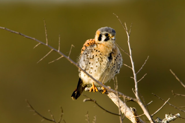 American Kestrel Facts