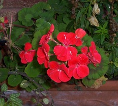 Geranium - 2.12.09 after a frosty night