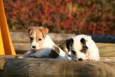 Jack Russell Terrier