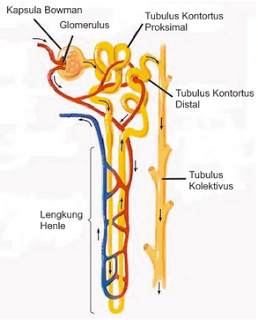 nefron.