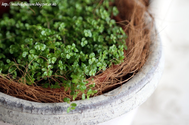 Baby Tears Plant