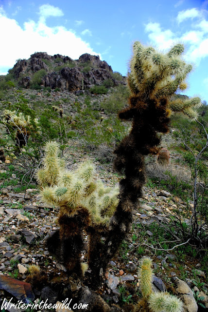 Teddybear Cholla 