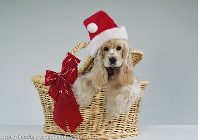 Cute dog in red cap.