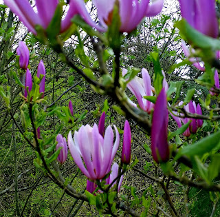 magnolia