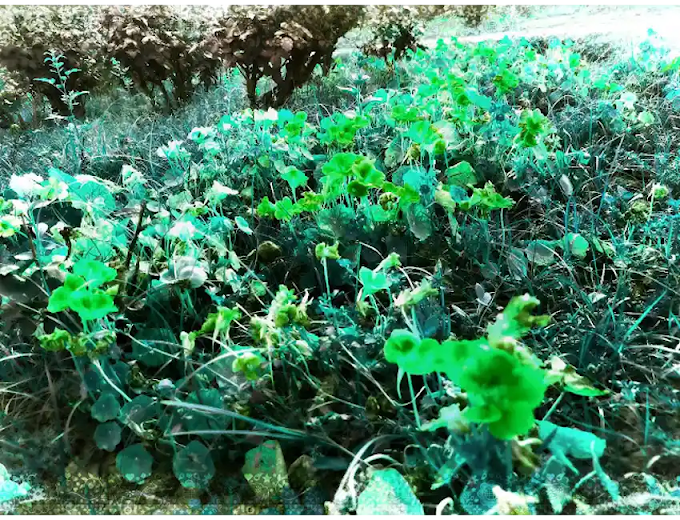 Garden Nasturtium