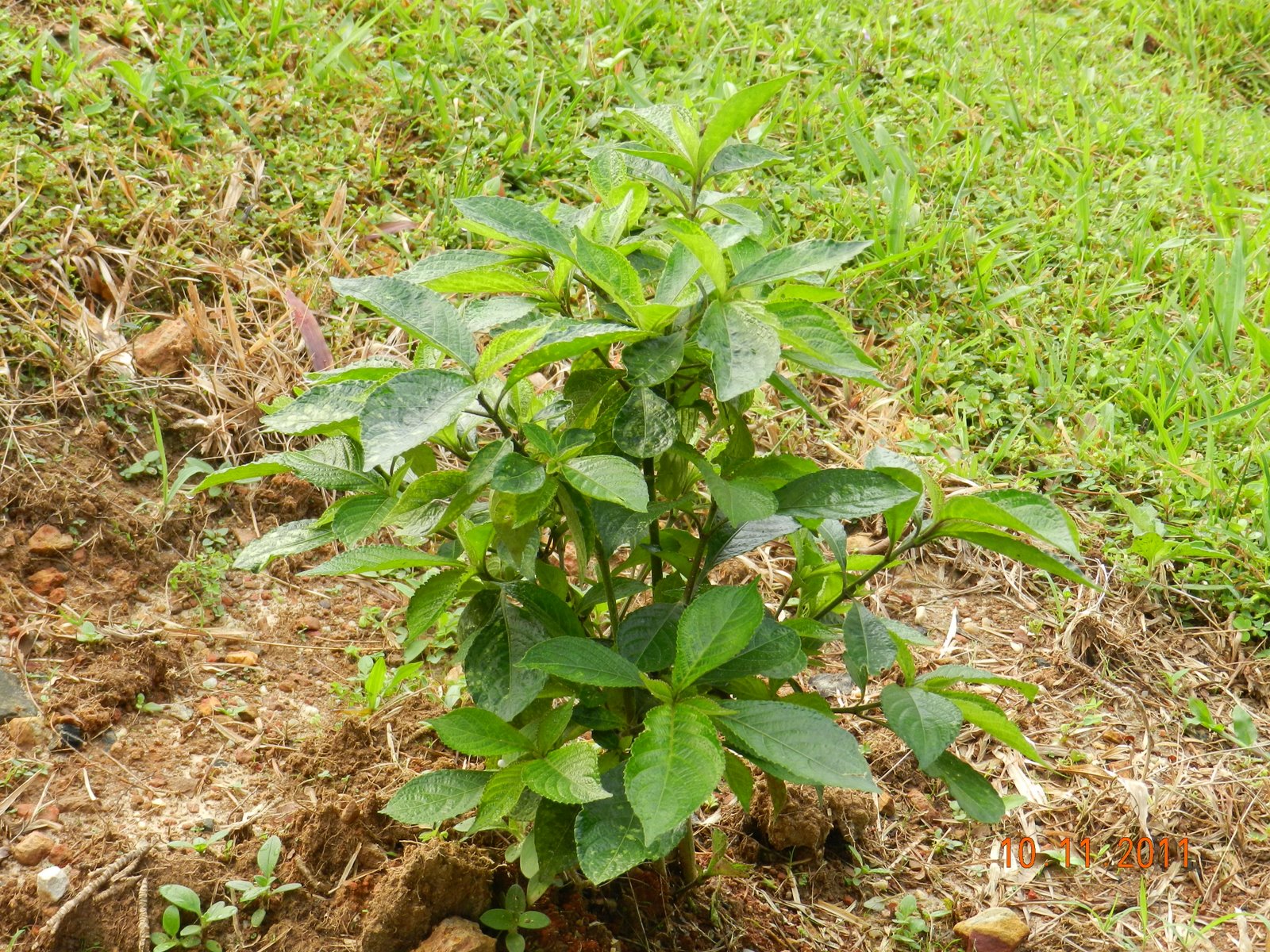 STANZA ALAM: POKOK KARANG BATU