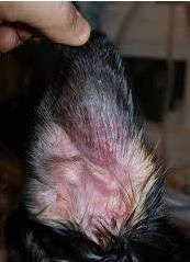 Ear Infections in Dogs, Cats - Natural Herbal Treatment ...
