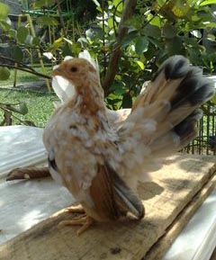  Foto dan Video Ayam Serama Ayam Hias Terunik 