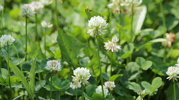 Trifolium are common weeds in georgia