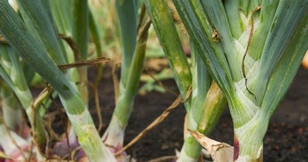 8 Tricks For Growing Onions
