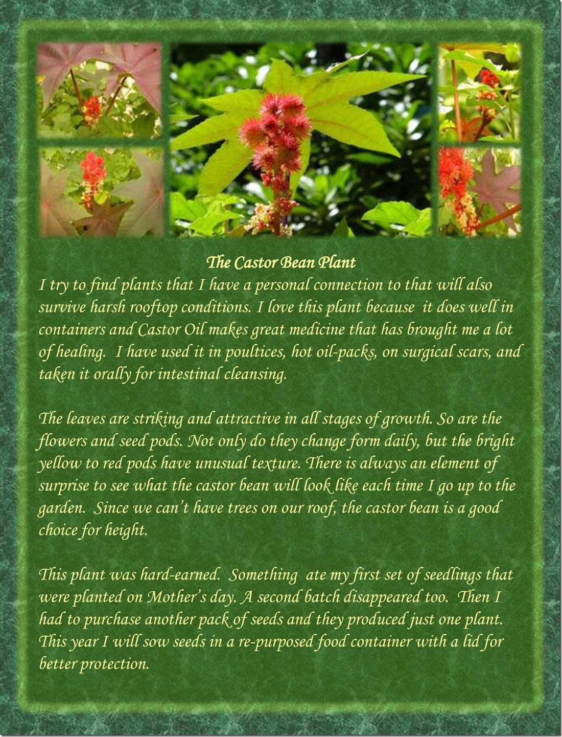 Castor-Bean-Collage-193kb