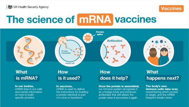 The science of mRNA vaccines UK HSA NHS in 4 steps with explanation and small depictive image