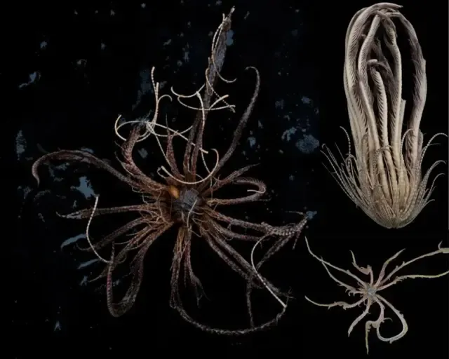 A close-up of a basket star on a black background. The basket star has five arms that are covered in feathery appendages. The appendages are used for feeding and locomotion. The basket star is a marine invertebrate that lives in the deep waters of the Antarctic Ocean.