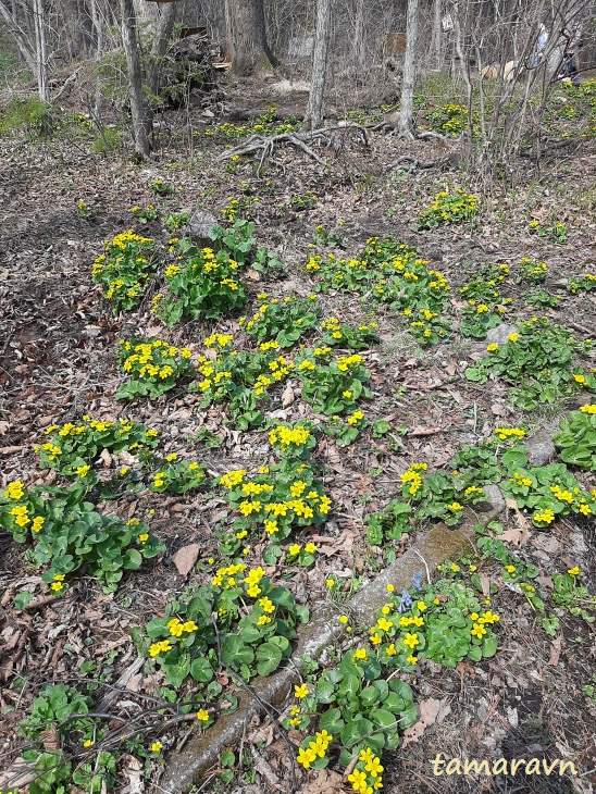 Калужница лесная (Caltha silvestris)