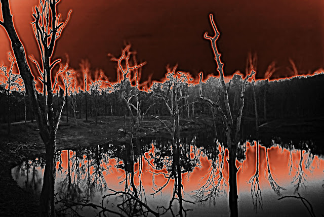 graphic of a forest fire