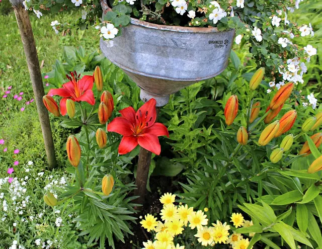 Red Asiatic Border Lilies