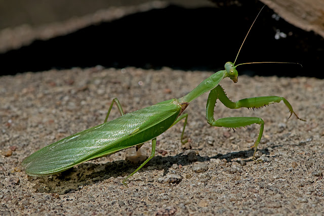 Hierodula grandis the Giant Indian Mantis