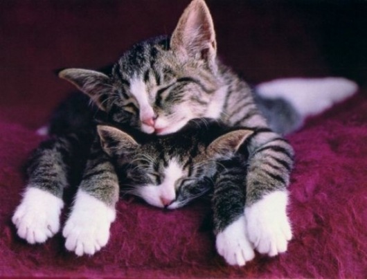 sweet_cat_cat