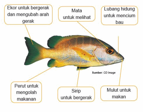 Alviani Devi Puspasari BUKU SISWA IPA SD KELAS 2 SEMESTER 1