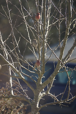 three house finches in crab apple tree