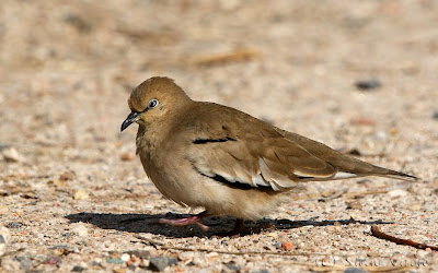 Torcacita común Columbina picui