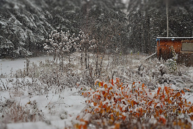 View across some half wild garden beds as snow falls heavily. At front is a small shrub with orange leaves, farther back a stand of vegetable burdock raises tall dry stems topped with burs, all covered in snow. Farther back is an old yellowy wooden shed and, half hidden by falling snow, a ring of dark spruce woods.