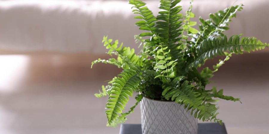 Boston Fern (Nephrolepis Exaltata) Plant