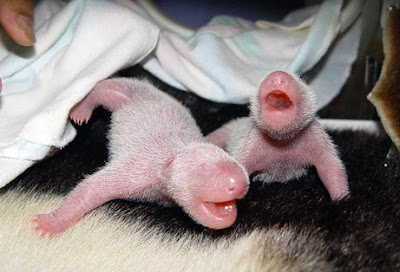 Pictures Baby Pandas on Cute Little Baby Pandas   Baby Animal Pictures